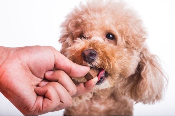 dog with chewable to protect and treat from heartworm disease