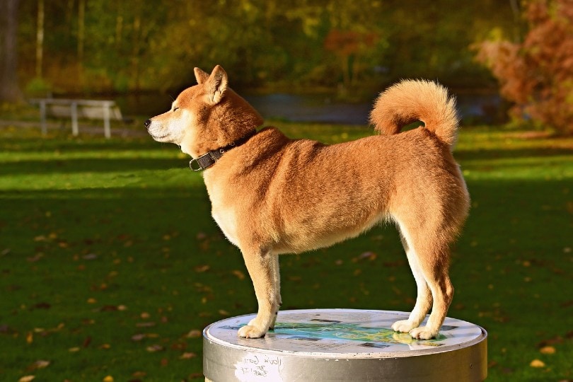 dog with collar