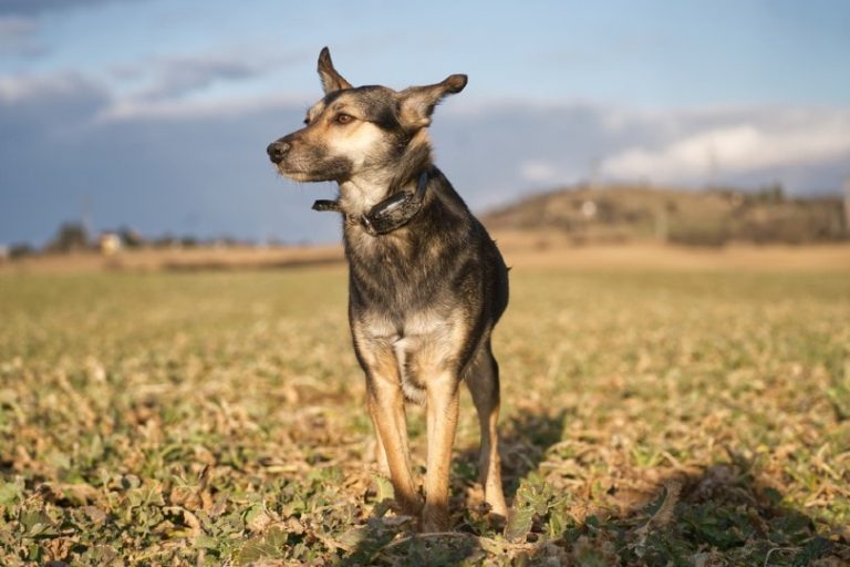 How Much Does It Cost to Install an Invisible Dog Fence? 2024 Price