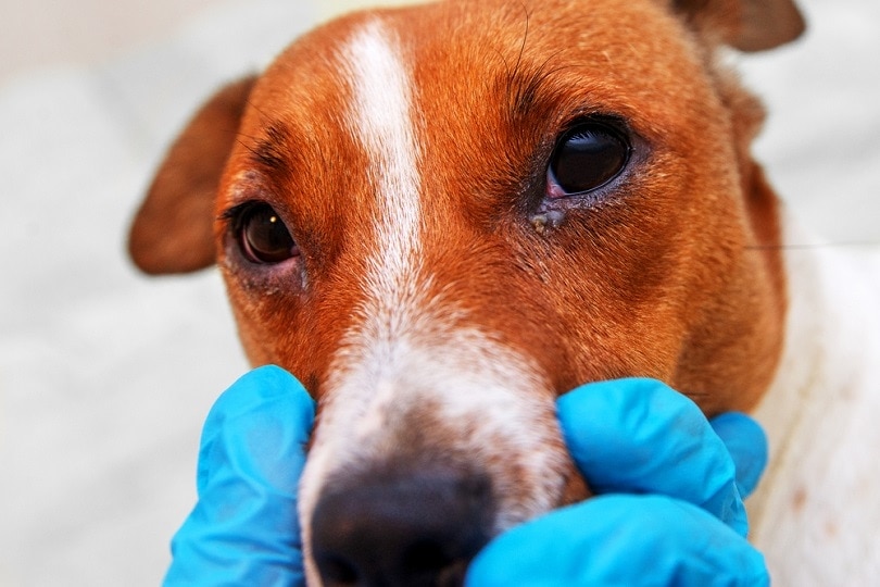 dog with eye problem
