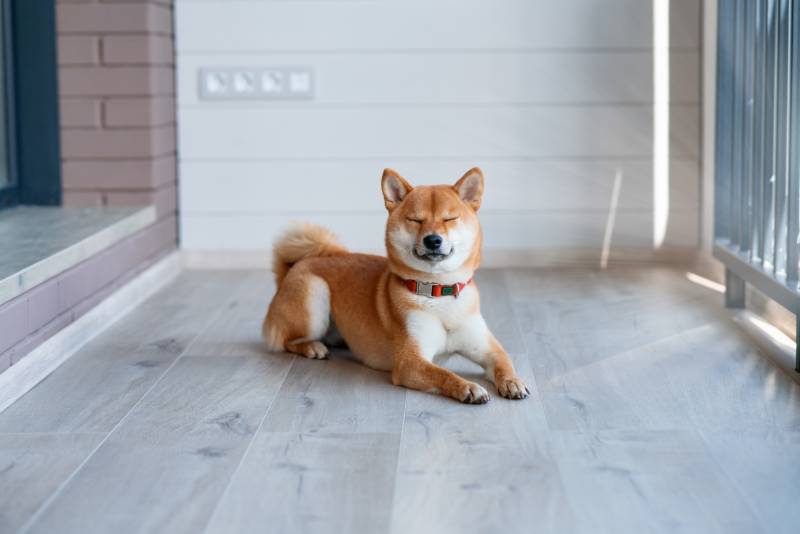 dog with eyes closed sitting on the balcony