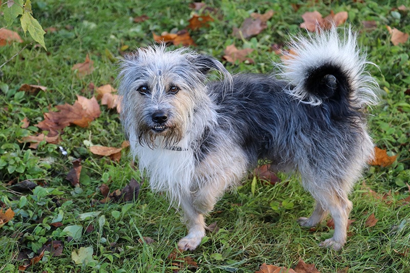 dog with limping leg