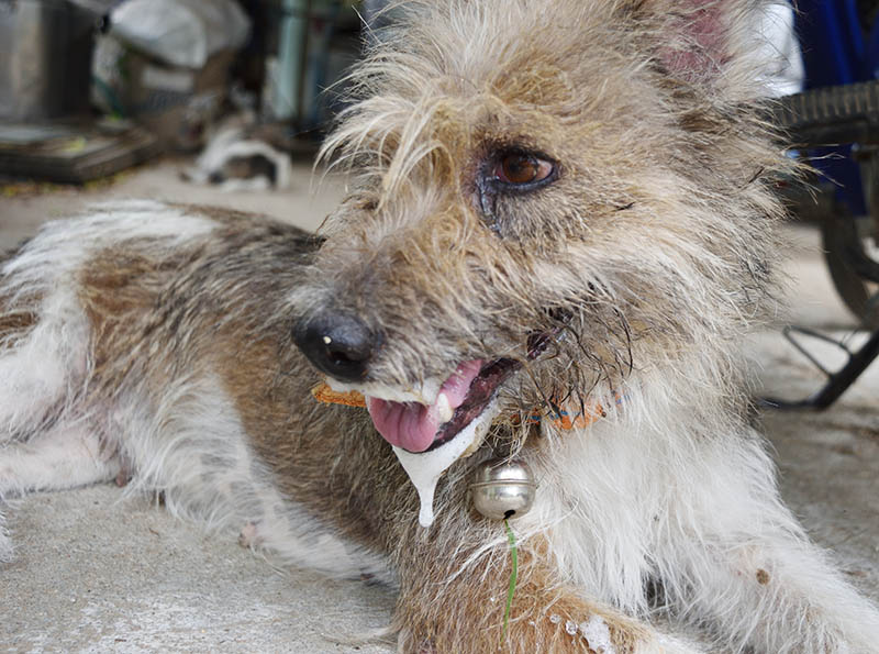 dog with overflowing saliva