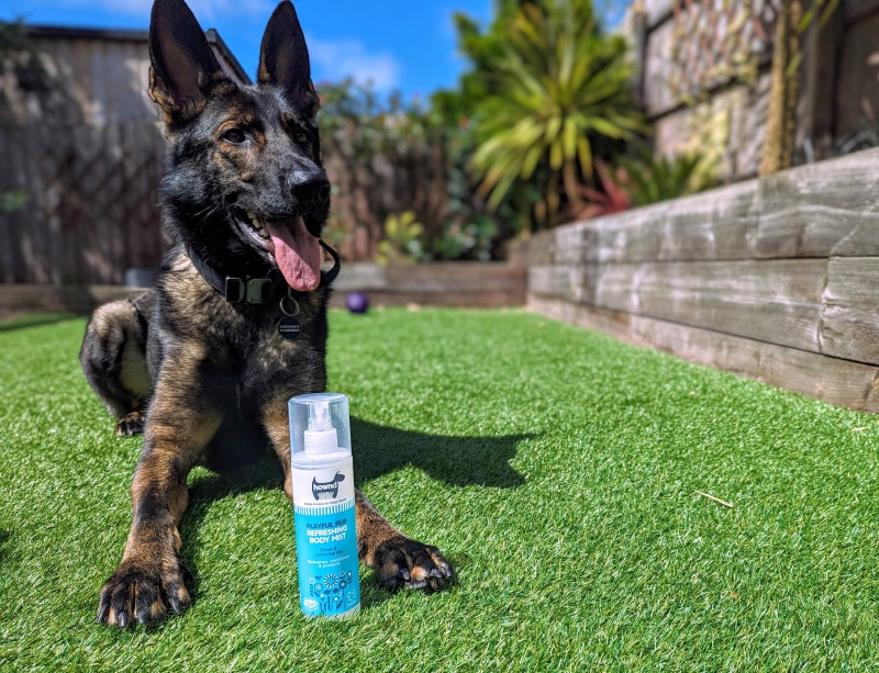 dog with playful pup body mist bottle