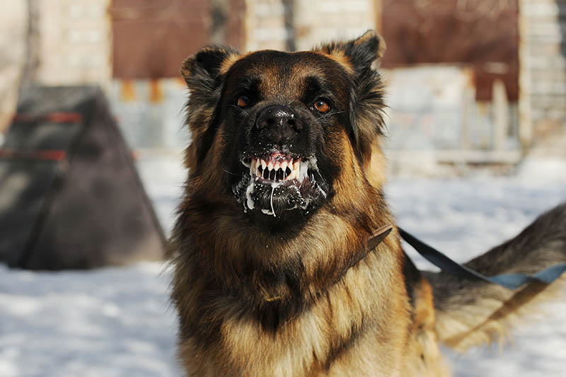 dog with rabies