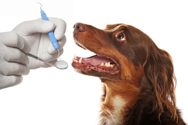 dog at dentist, detal clean