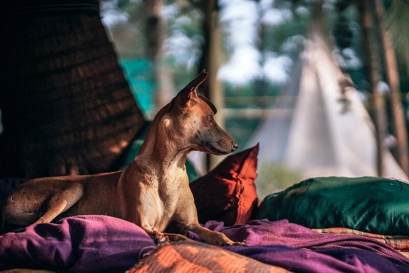 dog_laying_outside_bed_pixabay