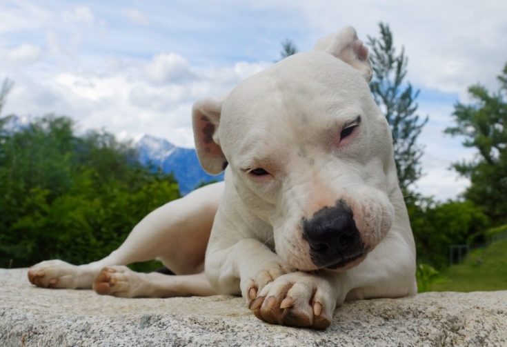 dogo argentino dog