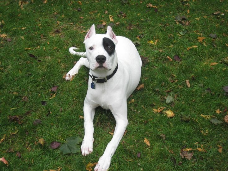 dogo argentino lying on grass