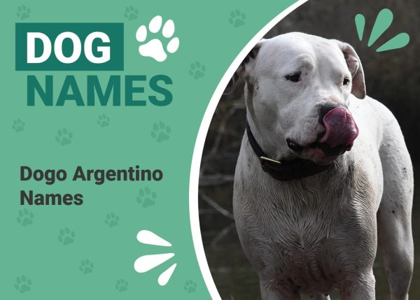 100 Popular Unique Dogo Argentino Names Dogster 100-popular-unique-dogo-argentino-names-dogster