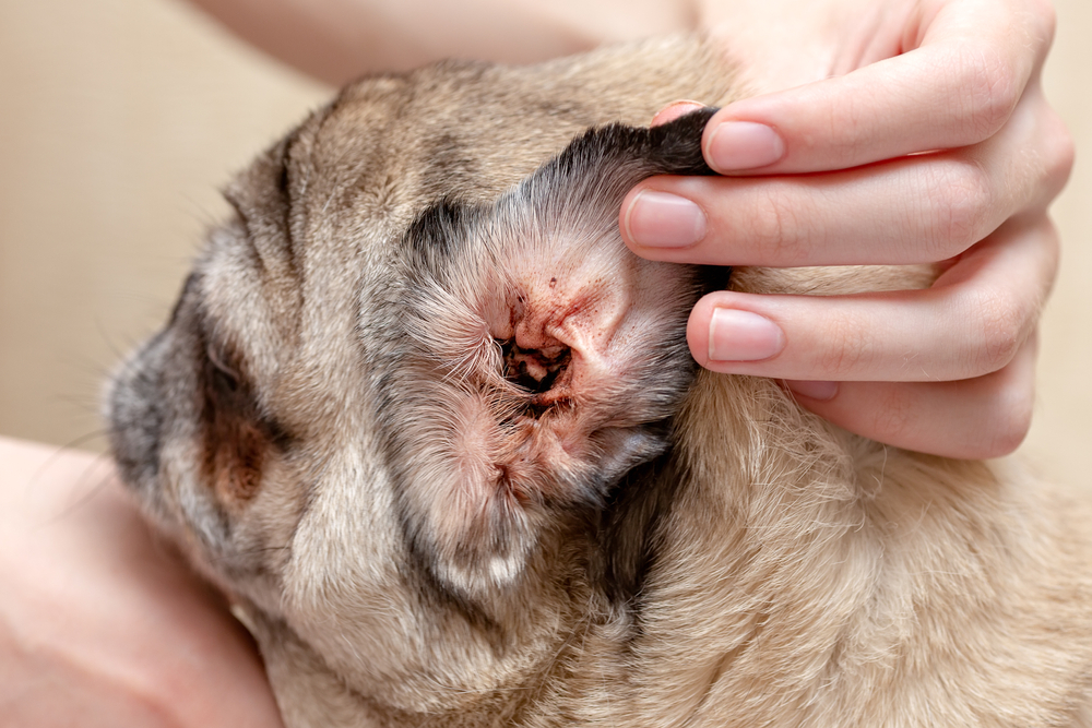 dog's ear affected by an ear mite