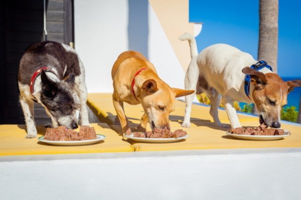 dogs eating