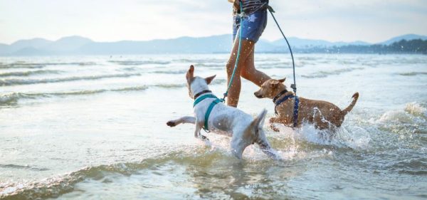 dogs enjoy playing on beach with owner