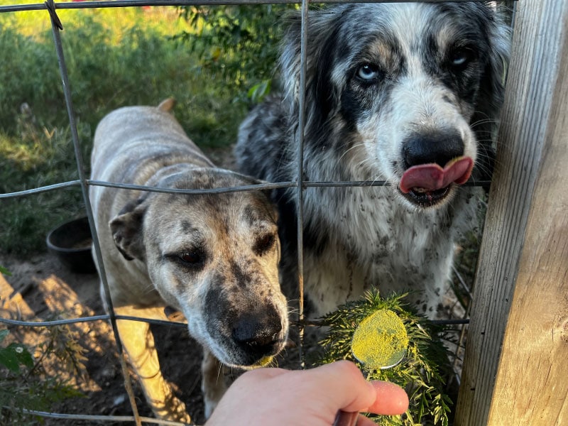 dogs enjoying the ruff greens supplement