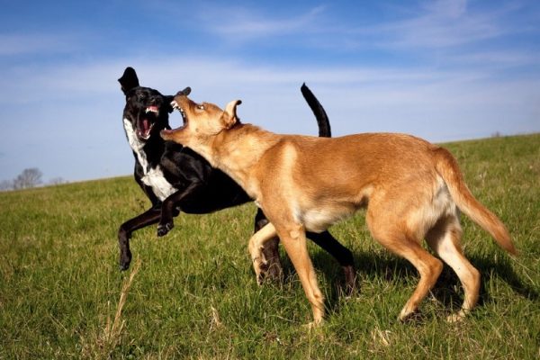 dogs fighting