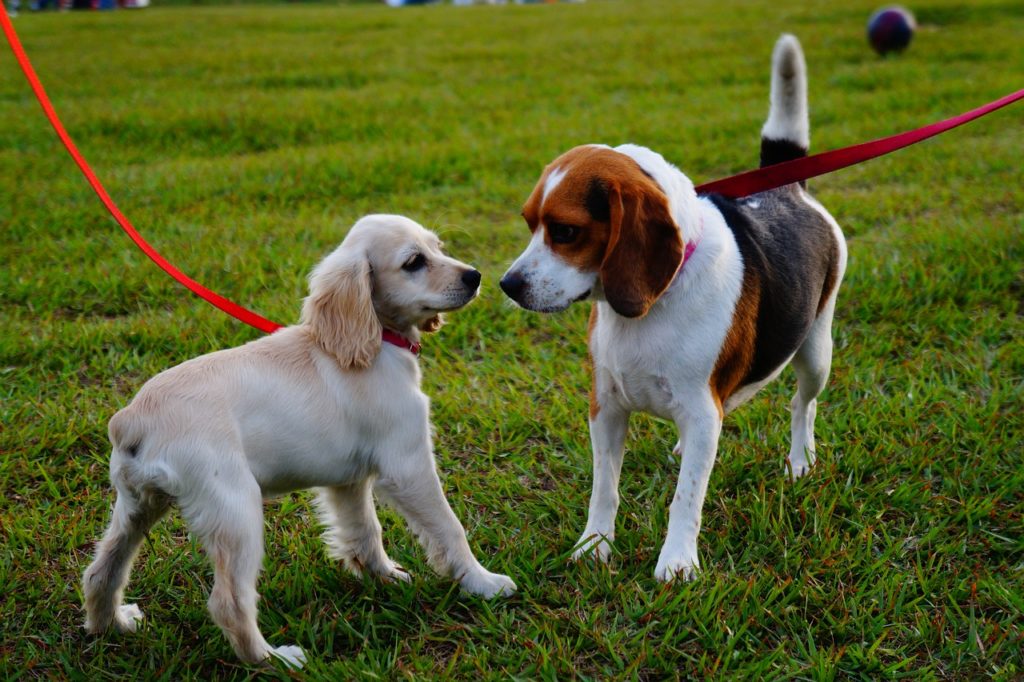 dogs in grass_Pixabay