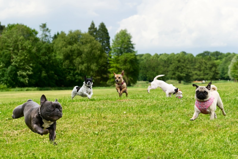 dogs playing in the park