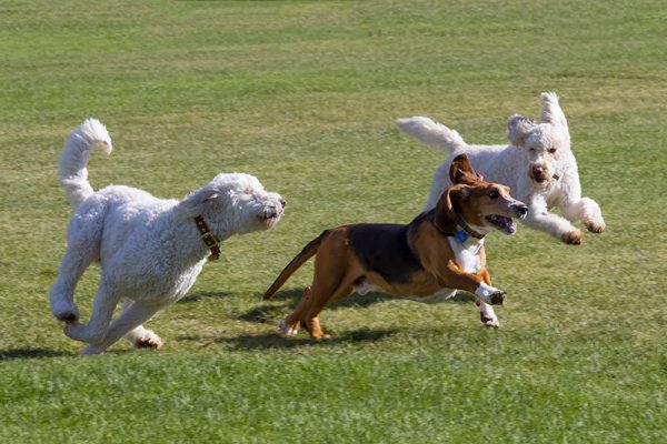 dogs running at off leash park
