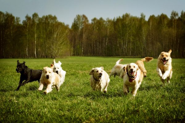 dogs running in the valley