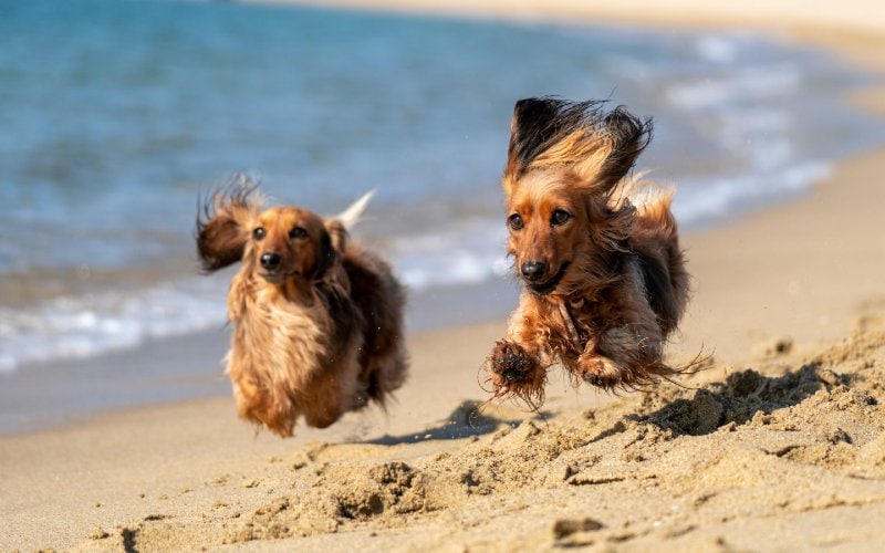 dogs running on the beach