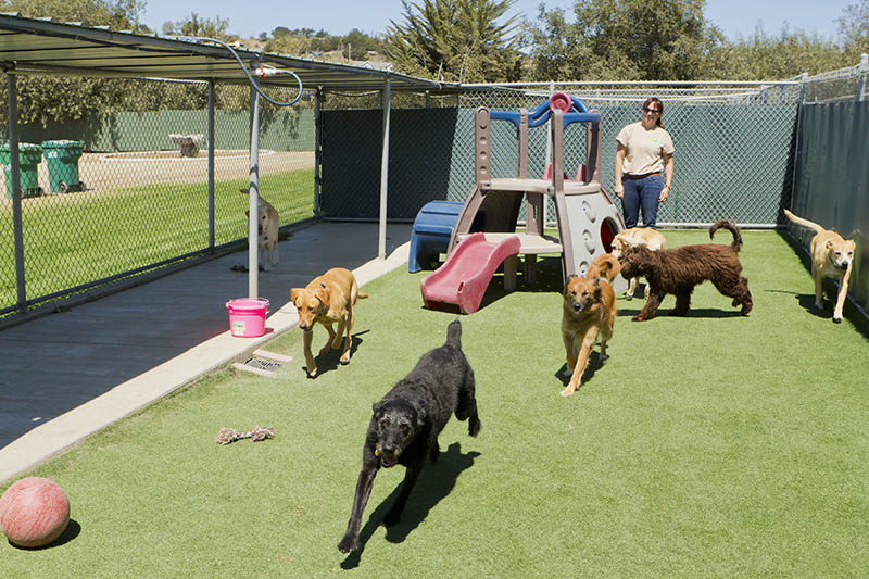 Dog boarding facility near me deals