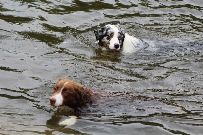 dogs swimming