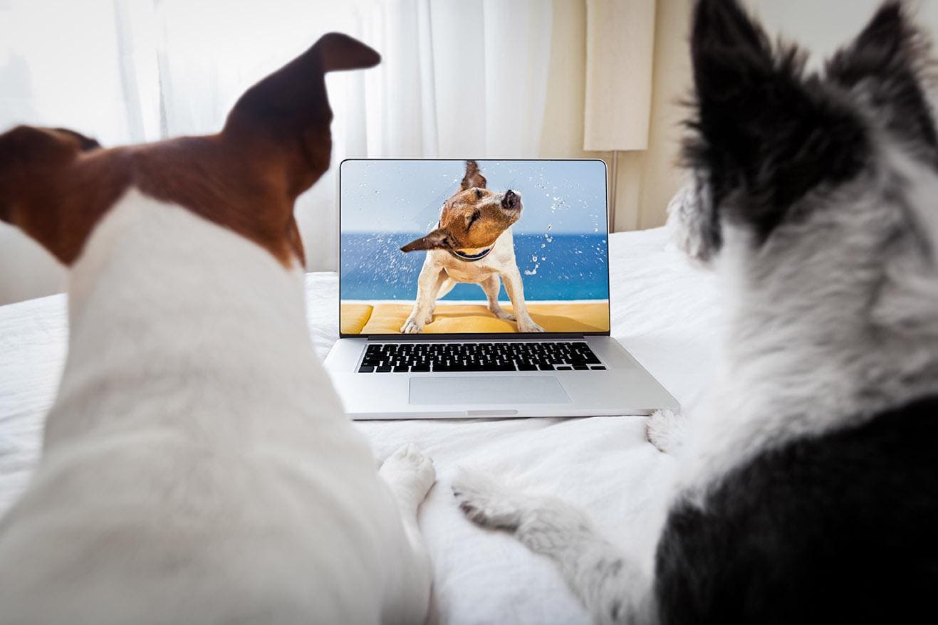 dogs watching