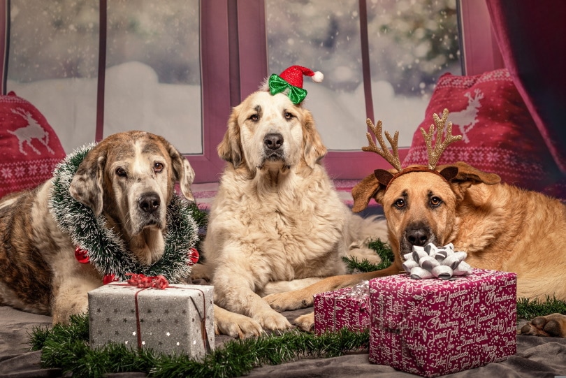 dogs wearing christmas costume