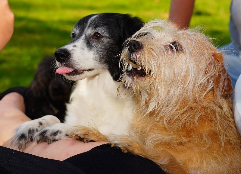 dogs