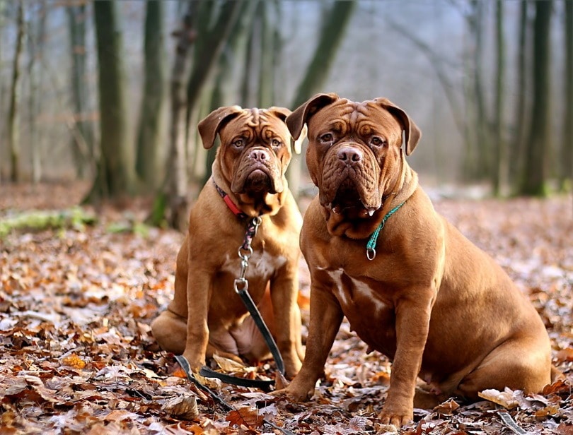 dogue de bordeaux_Jan Steiner_Pixabay