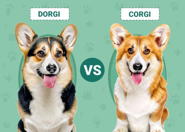 Dorgi vs Corgi