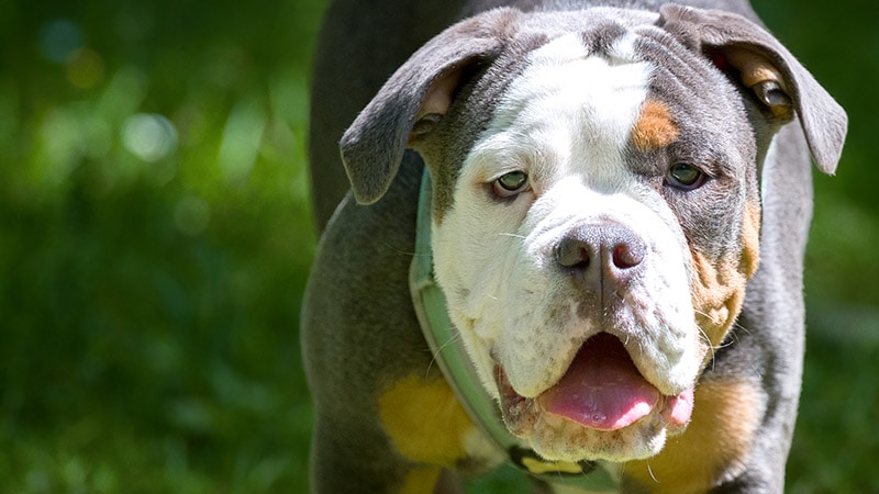 Dorset Olde Tyme Bulldog up close
