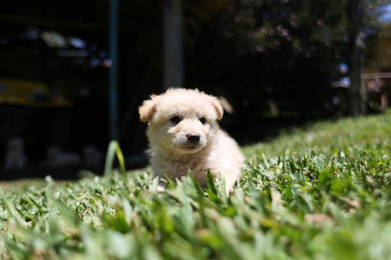 doxie chon puppy
