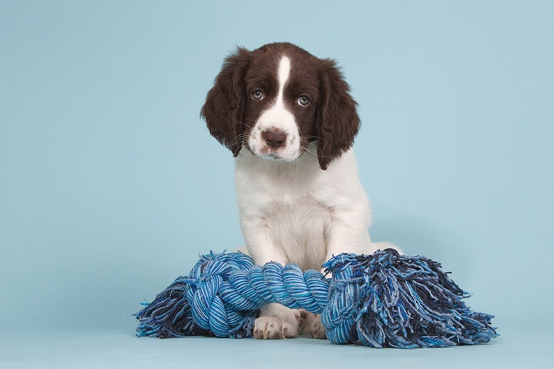 drenste patrijshond puppy with rope toy