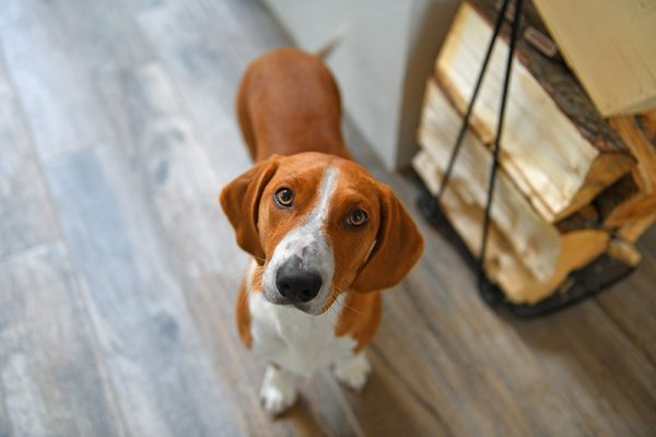 drever dog looking up