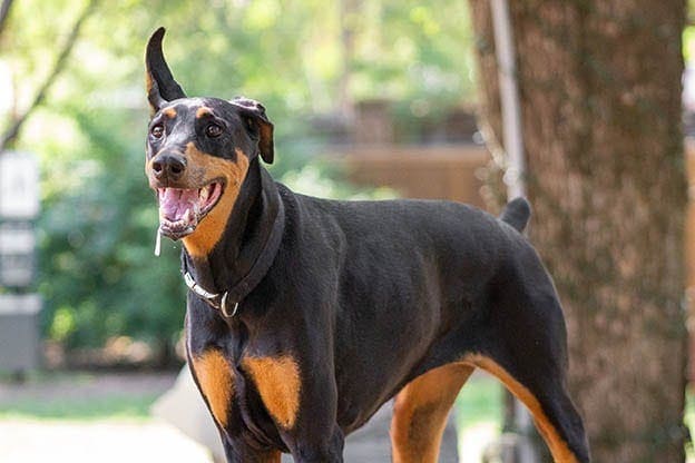 drooling doberman in the park