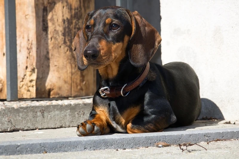 duchshund dog lying on the ground_Piqsels