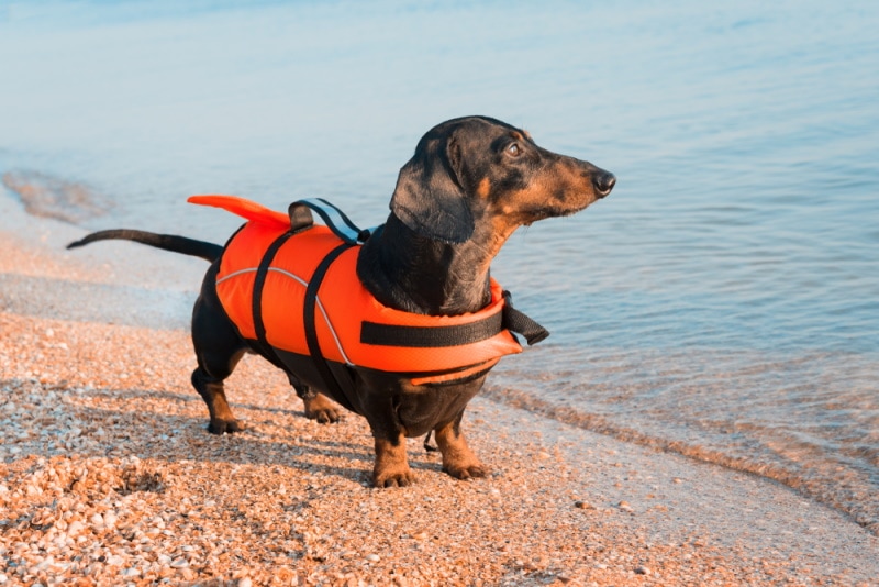 dachshund dog wearing life jacket