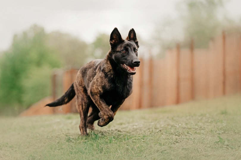 dutch-shepherd-dog_Ksenia-Raykova_shutterstock