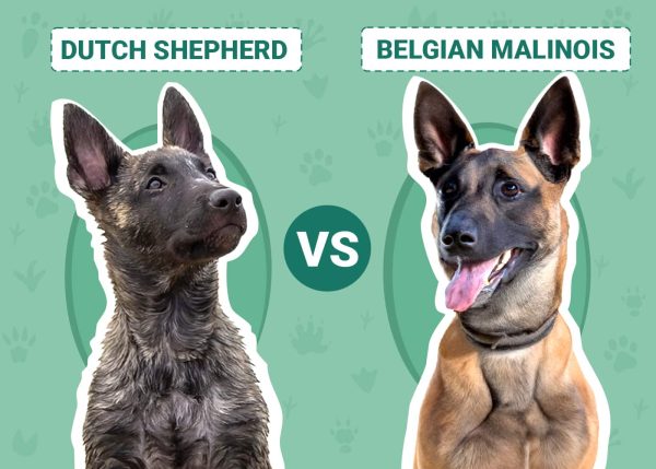 Dutch Shepherd vs. Belgian Malinois
