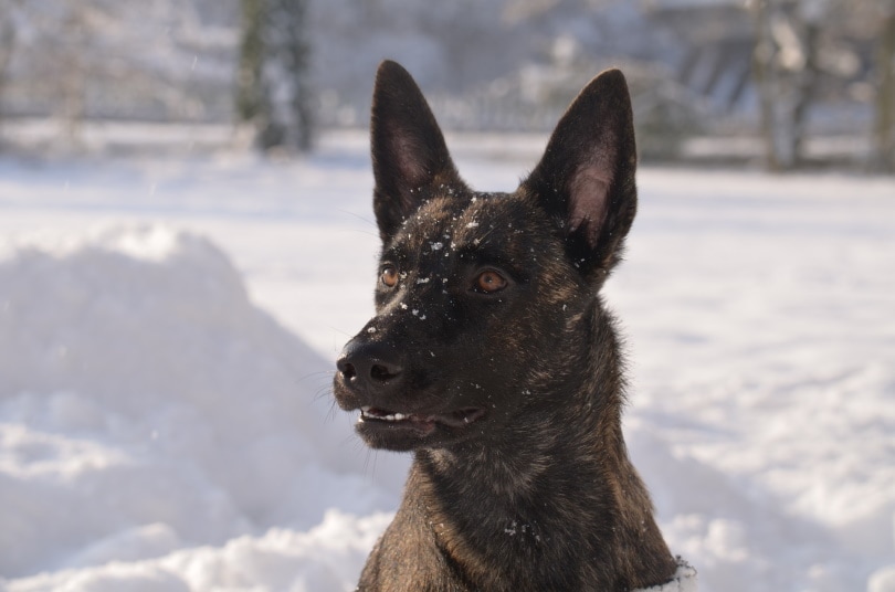 dutch shepherd_petrahagedorn_Pixabay