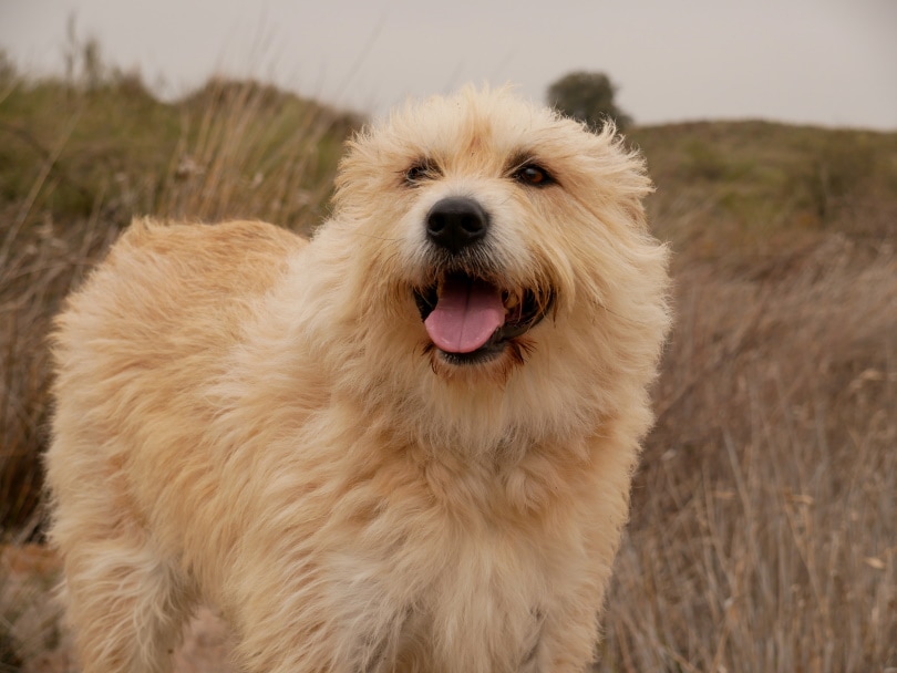 dutch smoushound standing_Wirestock Creators_Shuterstock