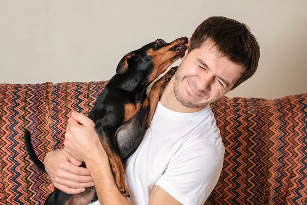 dwarf pinscher licks a man in the ear