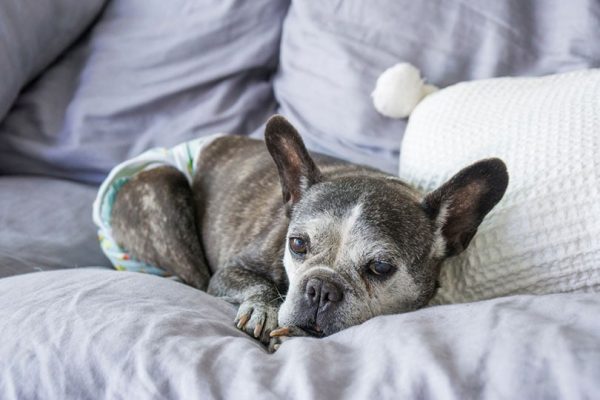 How to Keep House Clean When Dog is in Heat: Pro Tips