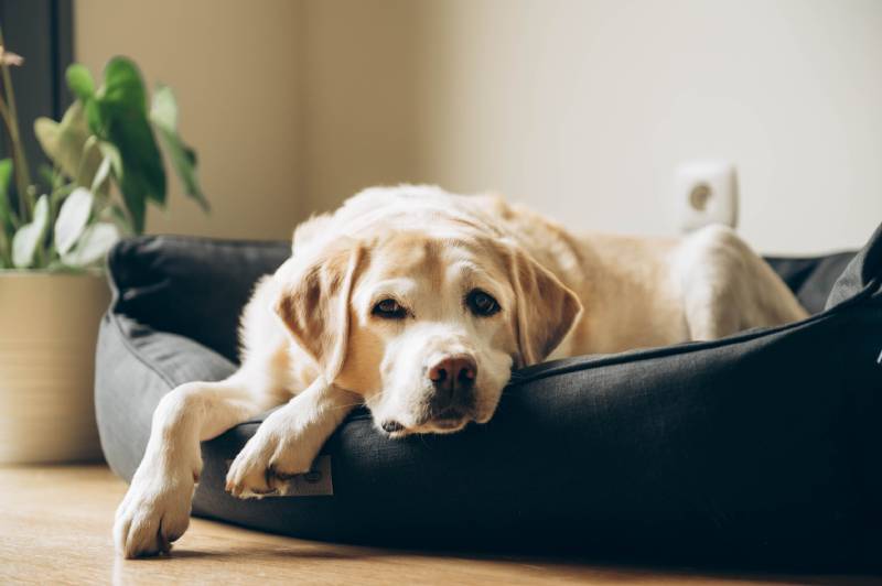 elderly labrador dog in his bed