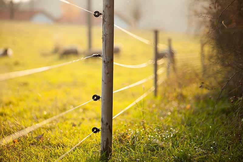 Electric Fence