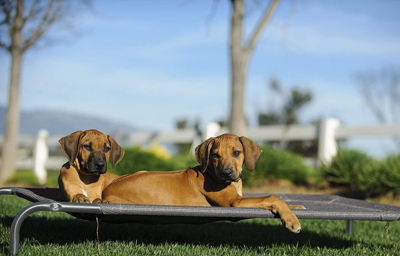 elevated dog bed_Love's cabin_Amazon