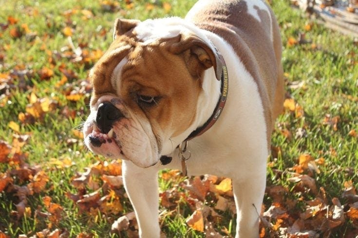 english bulldog outside