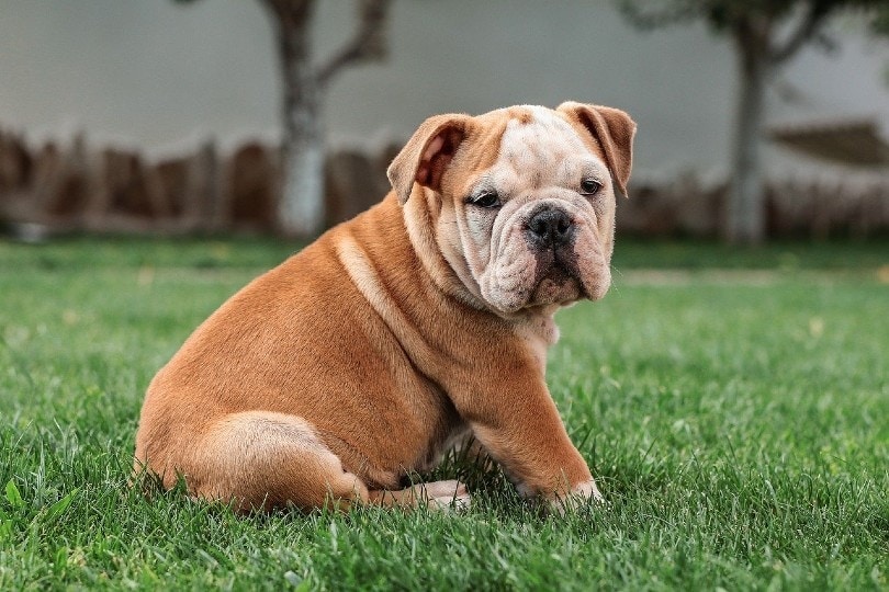 english bulldog sitting on grass