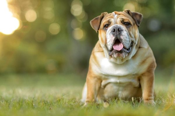 english bulldog sitting on grass